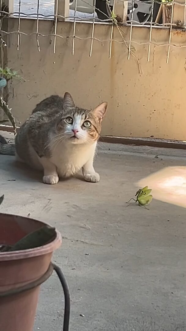 猫VSカマキリのバトル勃発！？恐れ知らずのカマキリは猫相手に戦う気満々ですが ・・【海外・動画】