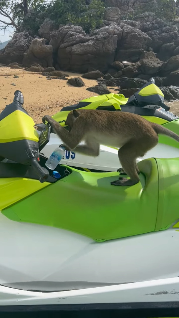 水上バイクの前にトコトコ現れたサル。水上バイクに乗り込んで水のボトルを取り出したと思ったら・・、とんでもないことをしでかしました！！