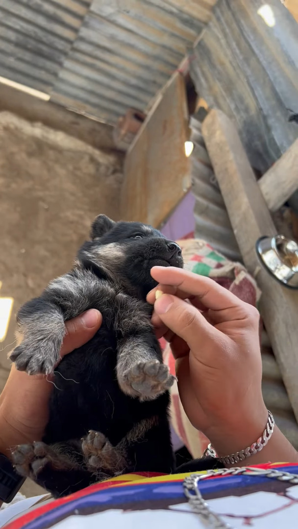 子犬になんとかお薬を飲んでもらった結果。飲み込んでくれたのでこれで一安心と思いきや・・！！【海外・動画】