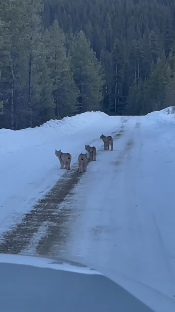 雪道を仲良く散歩していた『ある動物の親子』。猫にしては妙に足が太いと思ったら、正体はなんと・・！！【海外・動画】