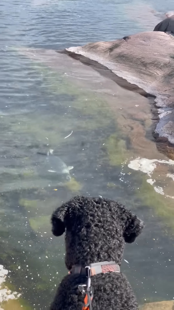 海岸を愛犬と散歩していたらまさかの出会いが！水面から顔を覗かせて挨拶してくれたその動物とは！？【海外・動画】