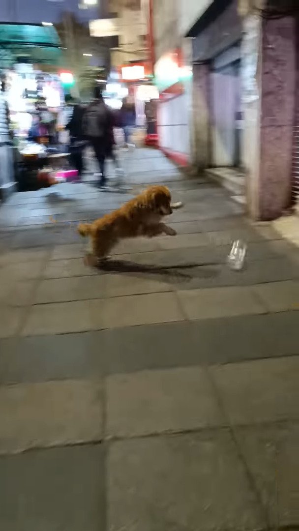 道端でペットボトルを見つけて大喜びの野良犬。嬉しすぎてピョンピョン飛び跳ねています！！