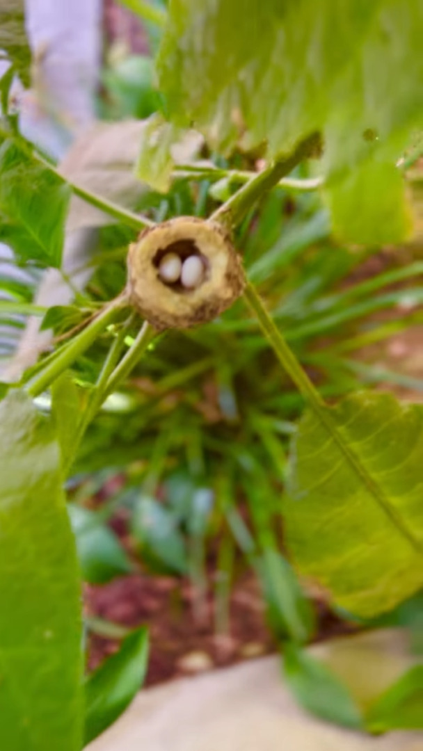 小さくて丸っこいこの物体は・・BB弾？昆虫の卵？？いいえ違います！ハチドリの卵です！！【アメリカ・動画】