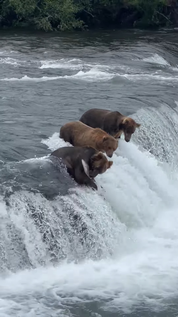 狩りをするベストポジションを知っているクマたち。滝の上にいると、獲物の方からどんどん飛び込んできます！！【アメリカ・動画】