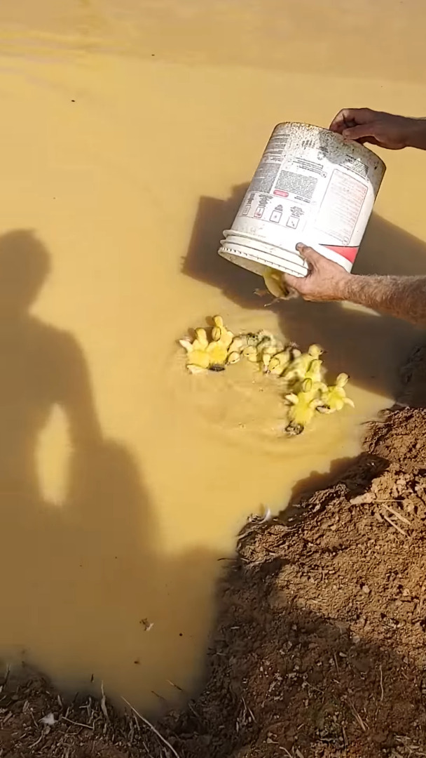 生まれて初めて水に飛び込むカルガモのヒナたち。その姿を見て、お母さんも迎えにやって来ましたよ！