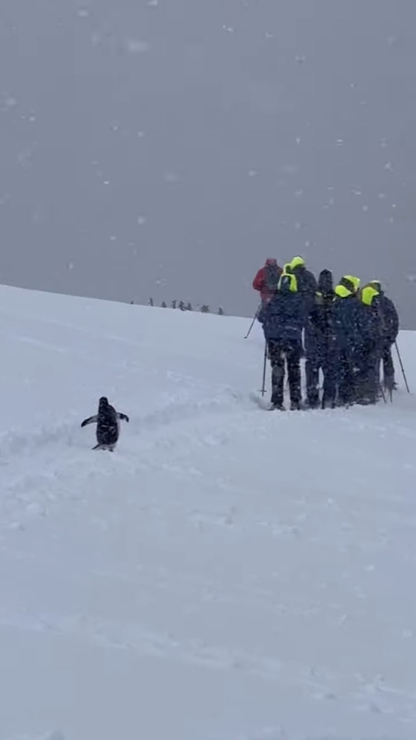 南極の雪原をスノーシューで探検するツアー客。そのあとを「一緒に連れてって」と追いかける一羽のペンギンの姿が！！