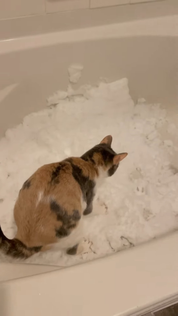 室内飼いしている猫たちのために、外から雪を運んできた飼い主さん。猫たちは雪を気に入ってくれるでしょうか？？