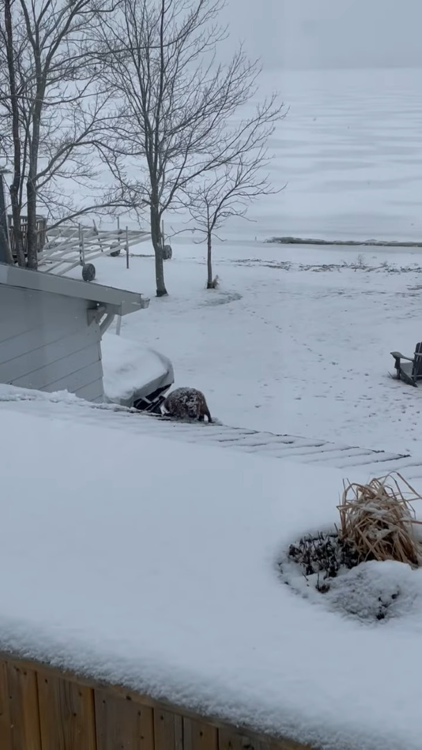 雪が積もったその日、屋根の上にいたのは・・カナダのシンボルとして知られる『あの動物』でした！！【海外・動画】