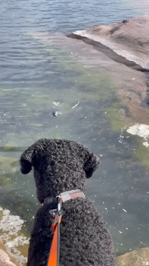 海岸を愛犬と散歩していたらまさかの出会いが！水面から顔を覗かせて挨拶してくれたその動物とは！？【海外・動画】