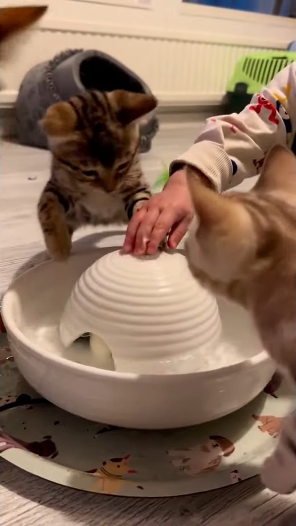 まるで子猫が赤ちゃんに水遊びの仕方を教えてあげているみたい!みんなで水飲み場を囲む姿にほっこり