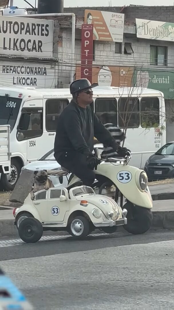 パグのツーリング！？バイクのサイドカーに乗る姿に「これはクール！」「愛らしい同伴者」の声【海外・動画】