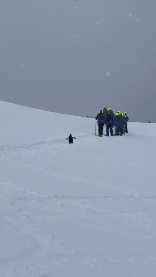 南極の雪原をスノーシューで探検するツアー客。そのあとを「一緒に連れてって」と追いかける一羽のペンギンの姿が！！