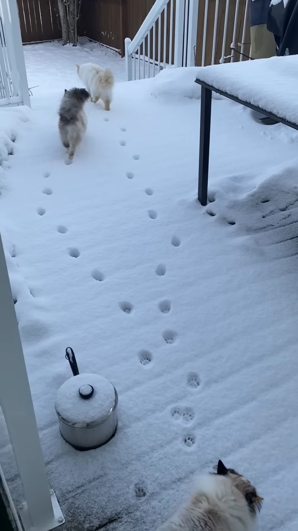 雪が降った後、裏庭に向かっていった3匹の猫。2匹はまっさらな雪の上に足跡をつけながら進んでいきますが、もう1匹は・・