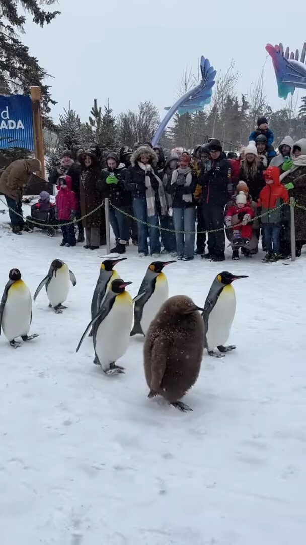 よちよち歩きで行進するキングペンギンたち。かわいい行列の中にはモフモフ赤ちゃんの姿も！！【海外・動画】