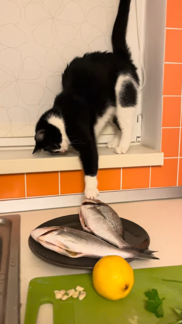 バレバレすぎる！料理中に、猫が魚を狙って堂々と犯行に及びました！！【海外・動画】