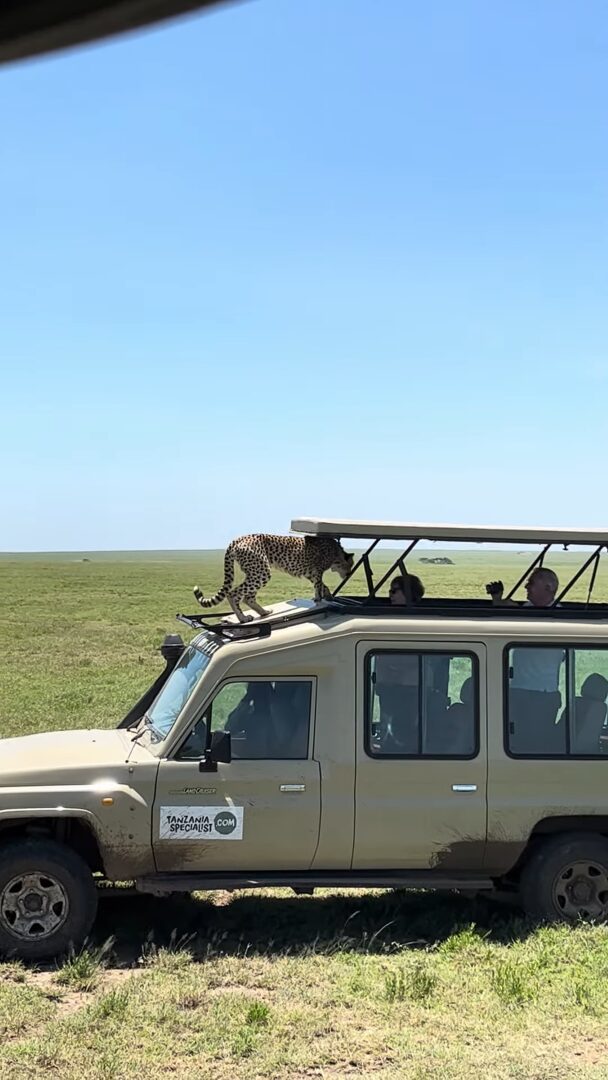 サファリツアー中の車のボンネットにチーターが！しかもさらに驚きの行動に！！