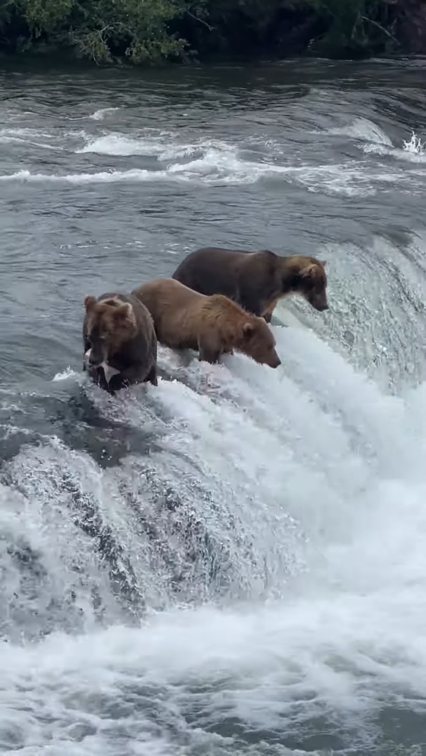 狩りをするベストポジションを知っているクマたち。滝の上にいると、獲物の方からどんどん飛び込んできます！！【アメリカ・動画】