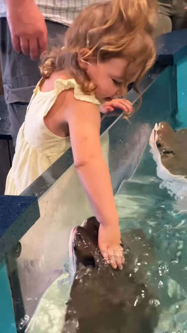 エイが「いい子いい子」とナデナデしてもらって喜んでる!?水族館のエイと女の子の交流にほっこり!!【アメリカ・動画】
