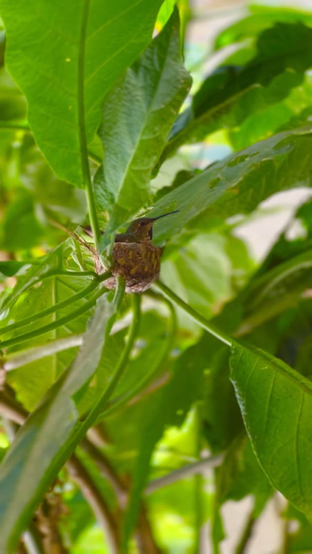 小さくて丸っこいこの物体は・・BB弾？昆虫の卵？？いいえ違います！ハチドリの卵です！！【アメリカ・動画】