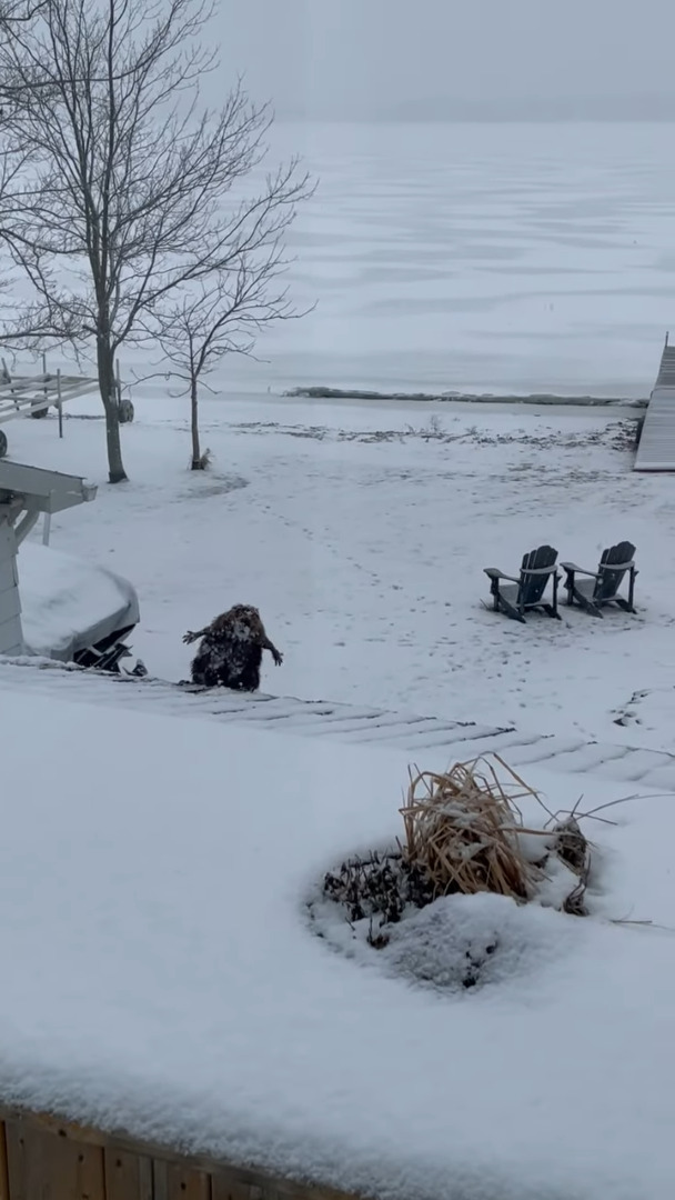 雪が積もったその日、屋根の上にいたのは・・カナダのシンボルとして知られる『あの動物』でした！！【海外・動画】