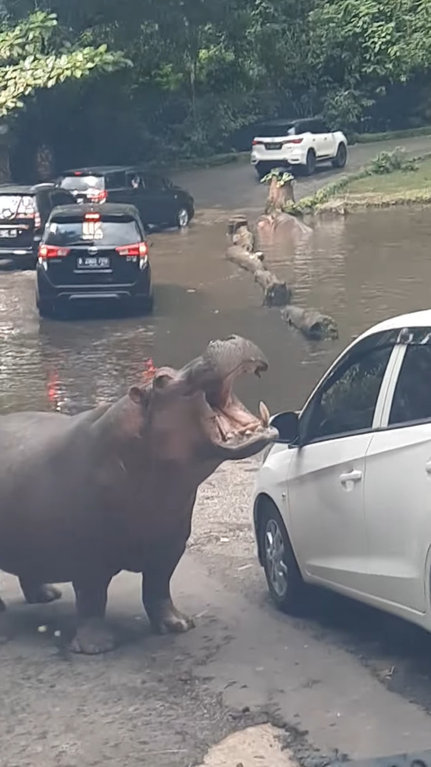 サファリパークの車の列が進む道の真ん中にカバの姿が！！大きく口を開いているけど、ごはんのおねだりをしている？？【海外・動画】