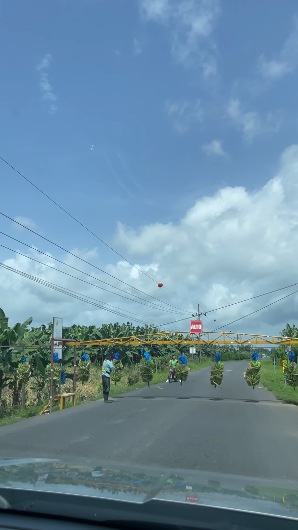 道路を横断バナナ!?コスタリカの驚愕の珍光景!!【海外・動画】