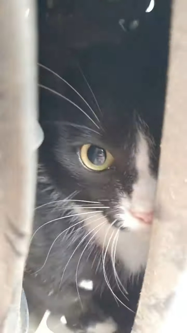 これは猫バンバンだけでは気付けないかも・・。車の下に逃げ込んだ猫を発見したけれど、見つけたその場所は・・