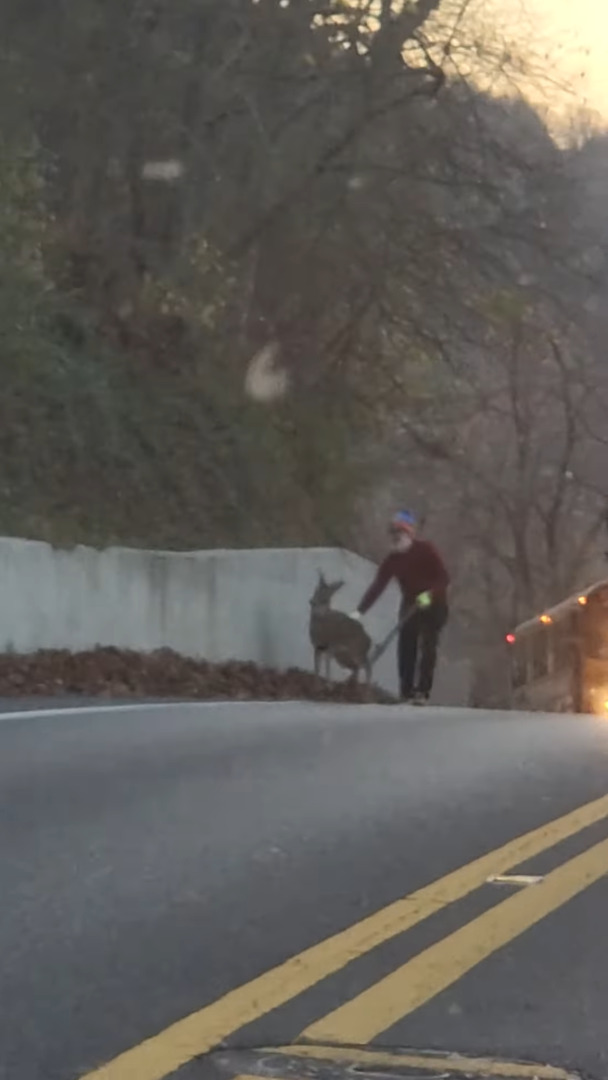 道路の端で鹿を誘導するヒゲをたくわえた男性。その光景は、サンタさんがクリスマスにソリを曳いてくれる子の勧誘をしているようでした!!