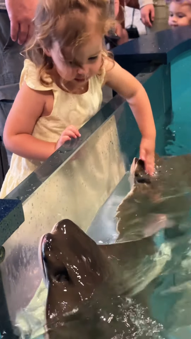 エイが「いい子いい子」とナデナデしてもらって喜んでる!?水族館のエイと女の子の交流にほっこり!!【アメリカ・動画】