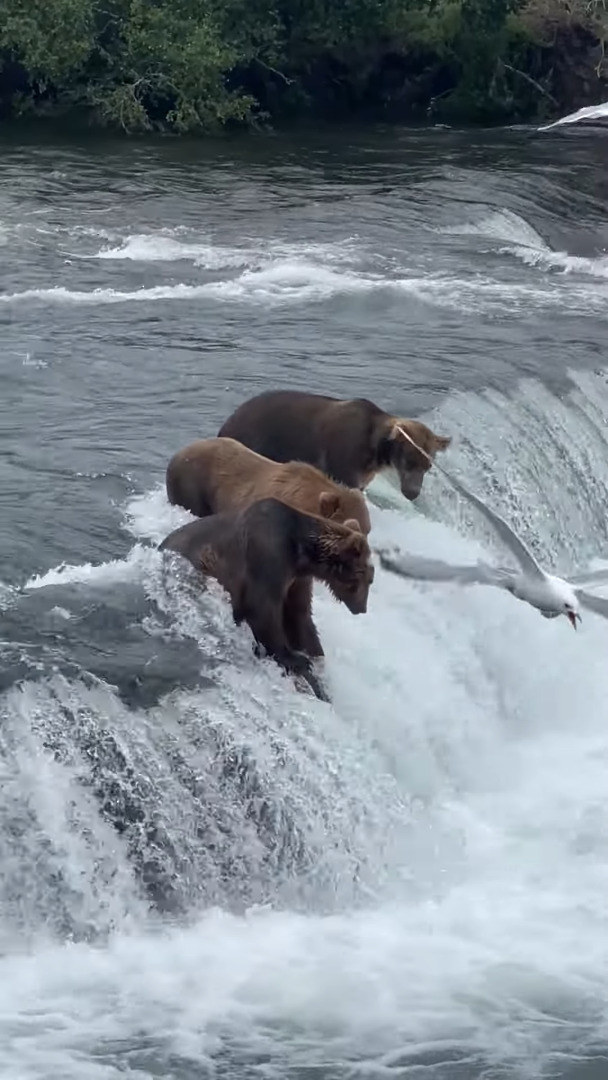 狩りをするベストポジションを知っているクマたち。滝の上にいると、獲物の方からどんどん飛び込んできます！！【アメリカ・動画】