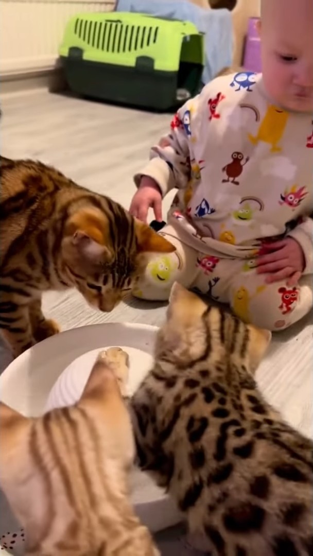 まるで子猫が赤ちゃんに水遊びの仕方を教えてあげているみたい!みんなで水飲み場を囲む姿にほっこり