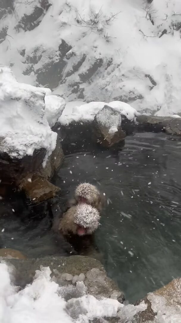 地獄谷野猿公苑で雪が降る中、温泉につかる野生のサルたち。ほっこりする光景に「美しい」「カワイイ」の声