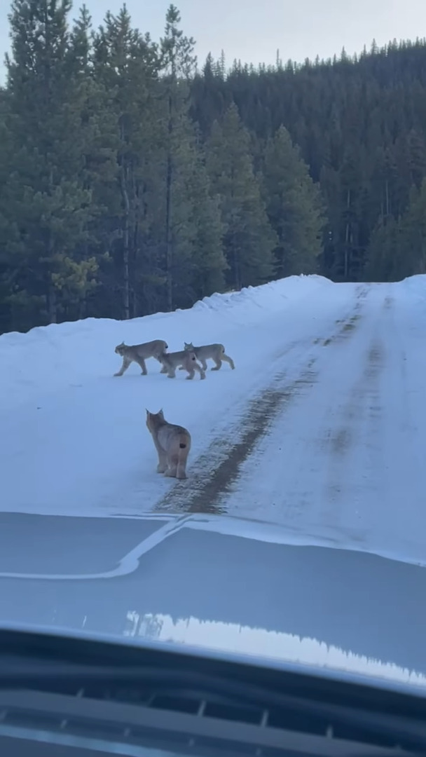 雪道を仲良く散歩していた『ある動物の親子』。猫にしては妙に足が太いと思ったら、正体はなんと・・！！【海外・動画】