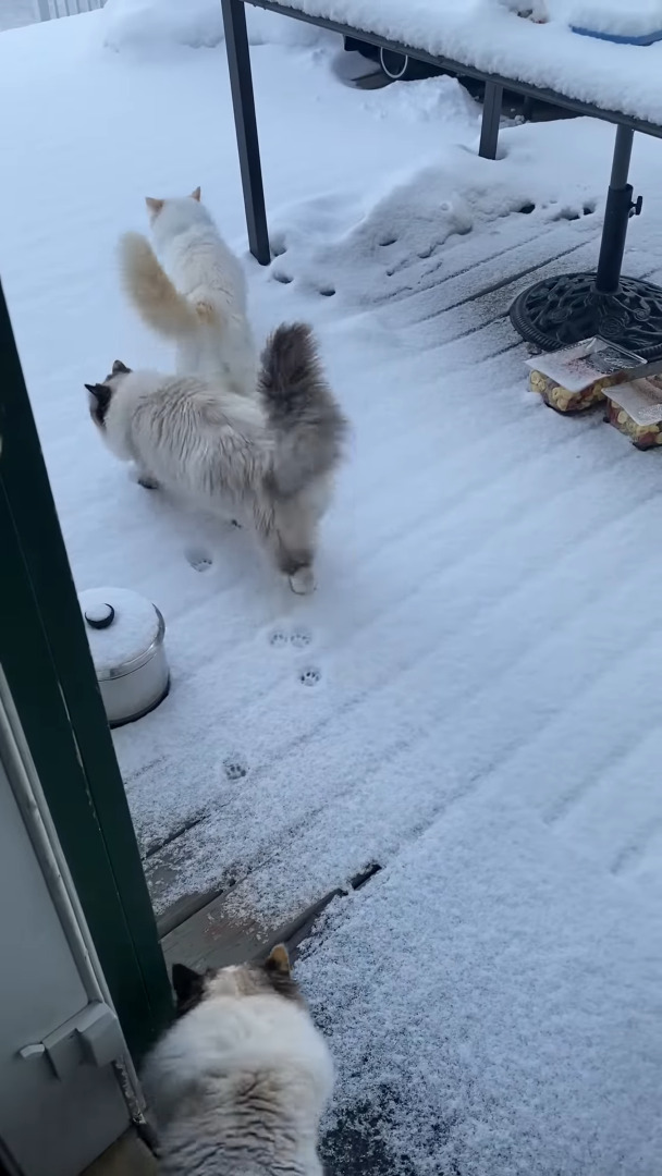 雪が降った後、裏庭に向かっていった3匹の猫。2匹はまっさらな雪の上に足跡をつけながら進んでいきますが、もう1匹は・・