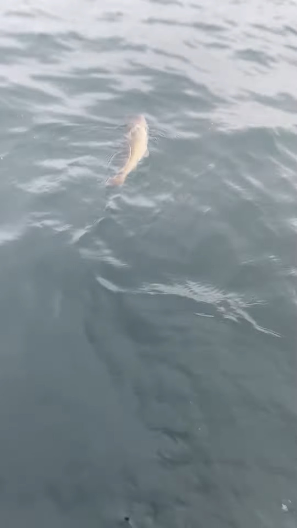 ド、ドロボー！！せっかく釣り上げたと思ったら大きな魚に獲物を横取りされちゃった