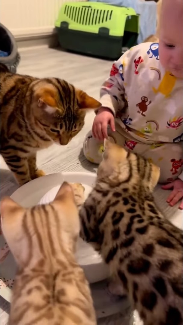 まるで子猫が赤ちゃんに水遊びの仕方を教えてあげているみたい!みんなで水飲み場を囲む姿にほっこり
