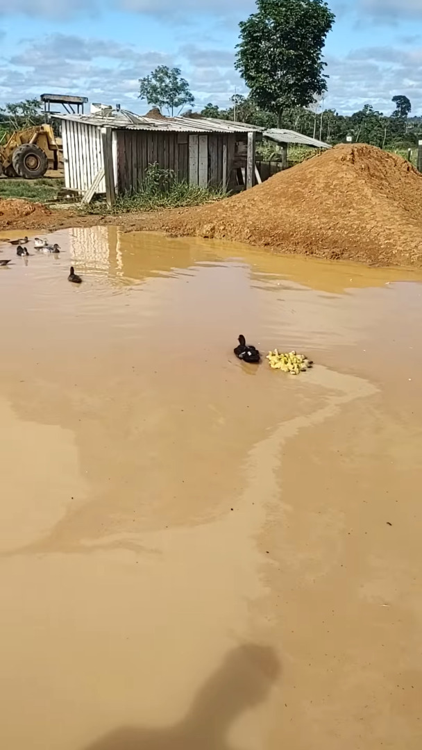 生まれて初めて水に飛び込むカルガモのヒナたち。その姿を見て、お母さんも迎えにやって来ましたよ！