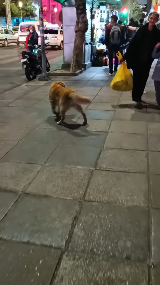 道端でペットボトルを見つけて大喜びの野良犬。嬉しすぎてピョンピョン飛び跳ねています！！