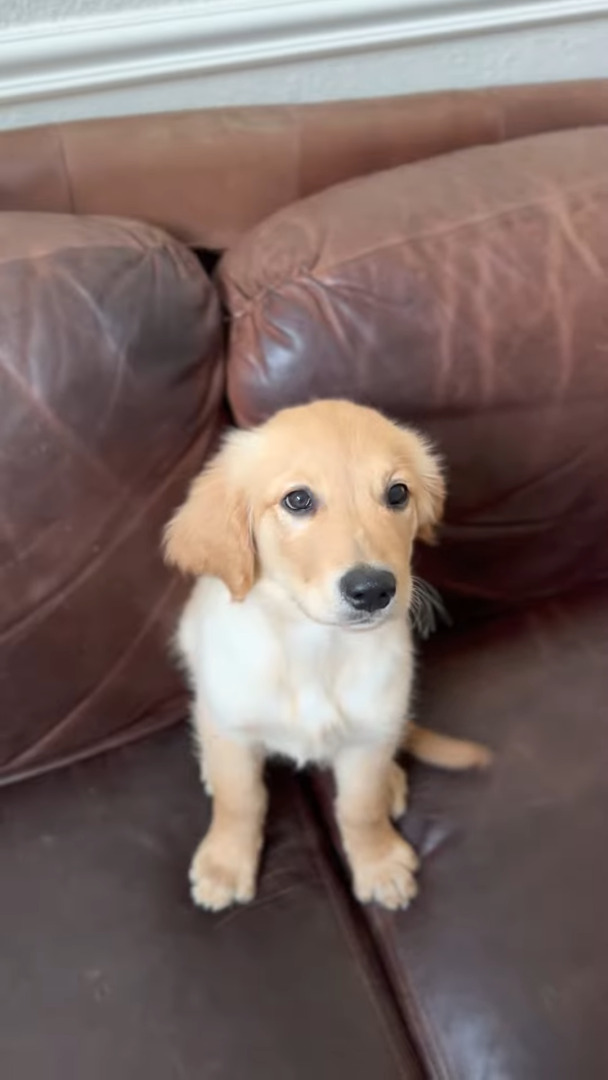 イチゴを頬張るゴールデンレトリバーの子犬。味わうようにちょっとずつモグモグする姿がかわいすぎ！！【アメリカ・動画】