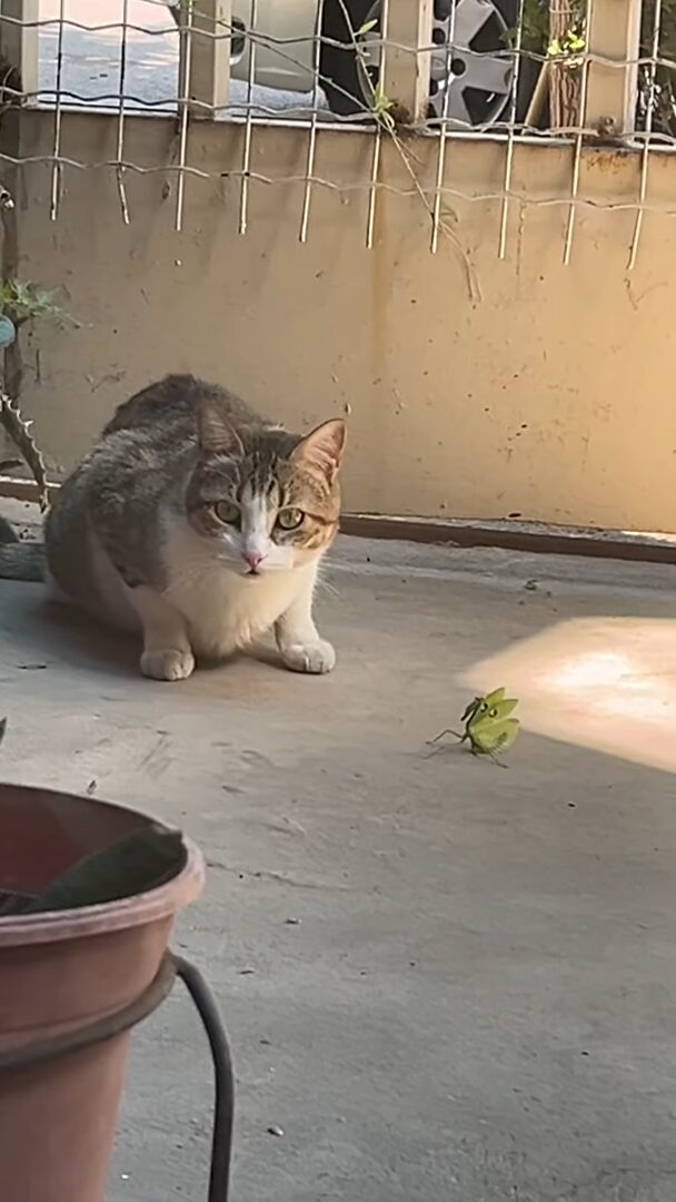 猫VSカマキリのバトル勃発！？恐れ知らずのカマキリは猫相手に戦う気満々ですが ・・【海外・動画】