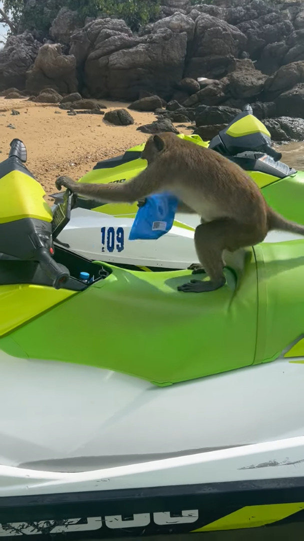 水上バイクの前にトコトコ現れたサル。水上バイクに乗り込んで水のボトルを取り出したと思ったら・・、とんでもないことをしでかしました！！