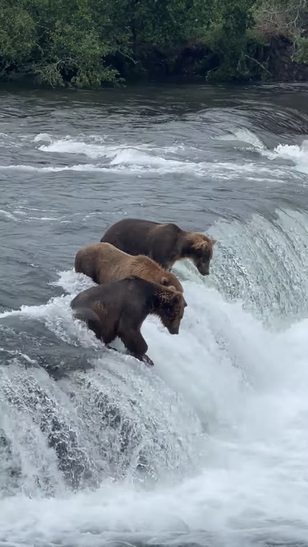 狩りをするベストポジションを知っているクマたち。滝の上にいると、獲物の方からどんどん飛び込んできます！！【アメリカ・動画】