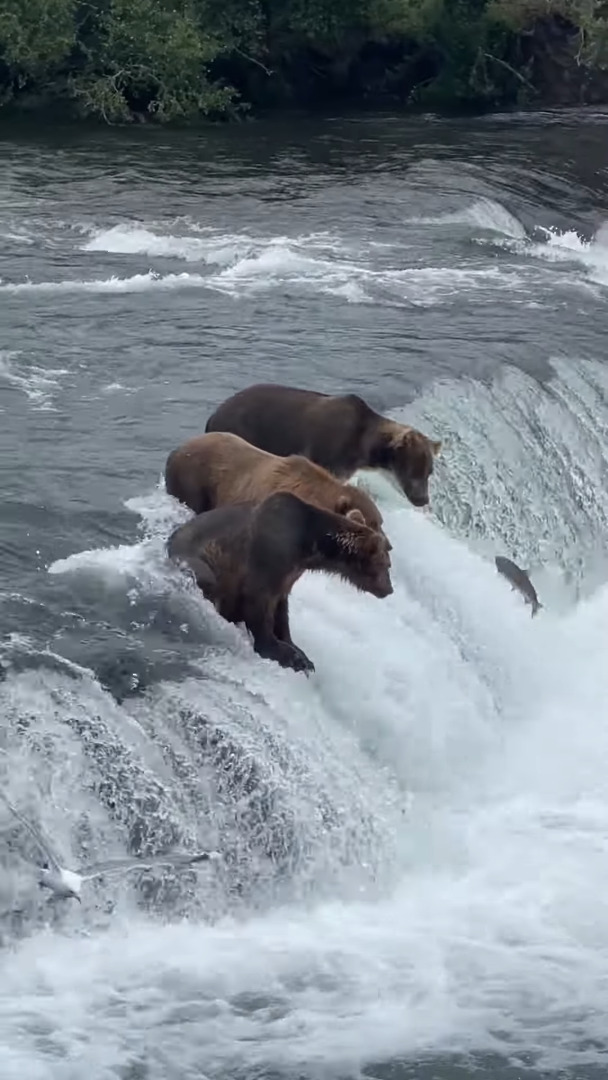 狩りをするベストポジションを知っているクマたち。滝の上にいると、獲物の方からどんどん飛び込んできます！！【アメリカ・動画】