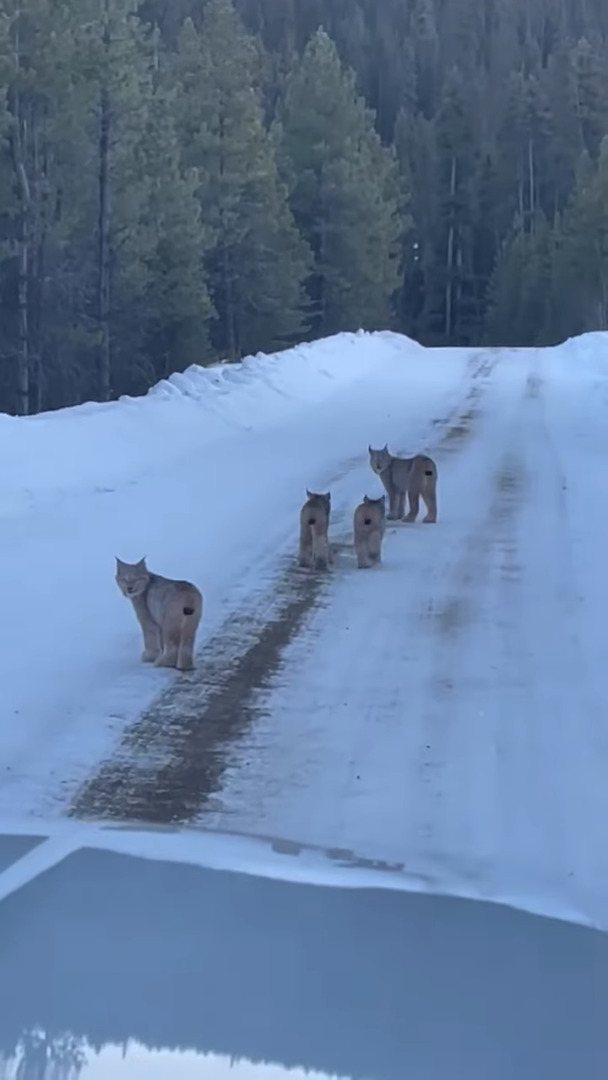 雪道を仲良く散歩していた『ある動物の親子』。猫にしては妙に足が太いと思ったら、正体はなんと・・！！【海外・動画】