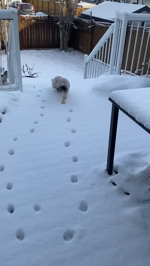 雪が降った後、裏庭に向かっていった3匹の猫。2匹はまっさらな雪の上に足跡をつけながら進んでいきますが、もう1匹は・・