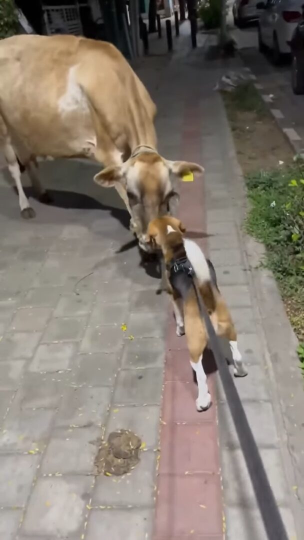 お散歩中にばったり出会った『とある動物』に興味津々なビーグル犬。そのお相手とは・・？？【海外・動画】