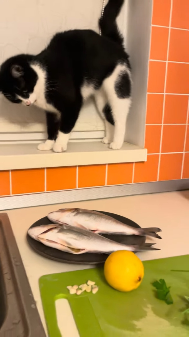 バレバレすぎる！料理中に、猫が魚を狙って堂々と犯行に及びました！！【海外・動画】