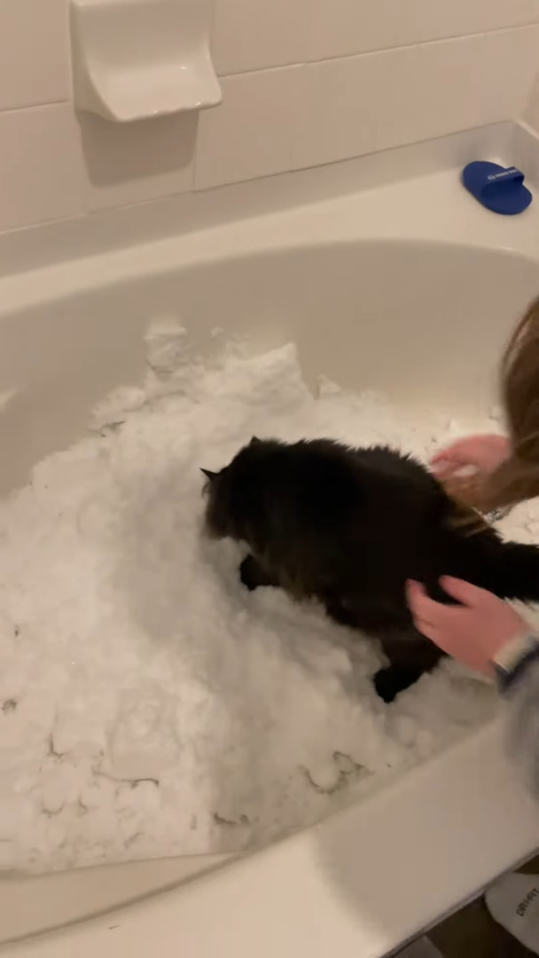 室内飼いしている猫たちのために、外から雪を運んできた飼い主さん。猫たちは雪を気に入ってくれるでしょうか？？