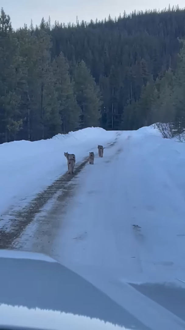 雪道を仲良く散歩していた『ある動物の親子』。猫にしては妙に足が太いと思ったら、正体はなんと・・！！【海外・動画】