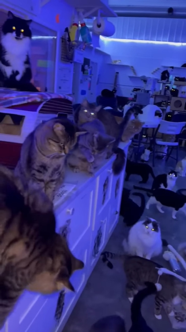 猫のナイトパーティー？保護猫たちが集うその部屋は、猫好きにとってはたまらない空間になっていました！！【アメリカ・動画】